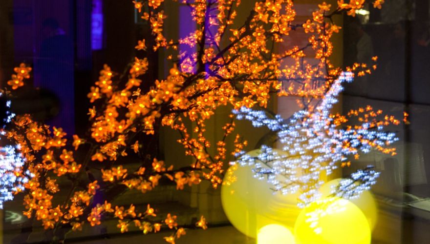 Cerisiers lumineux