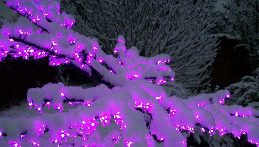 Cerisier lumineux