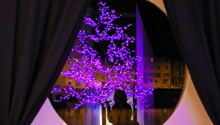 Peuplier lumineux